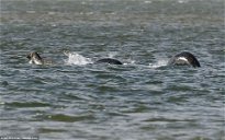 Copertina di Nessie o un gruppo di foche? Un uomo sostiene di aver scattato la miglior foto di sempre al mostro di Lochness