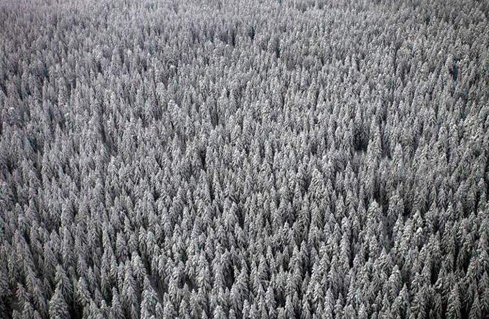 Game 2: Winter, la foresta ghiacciata della Siberia