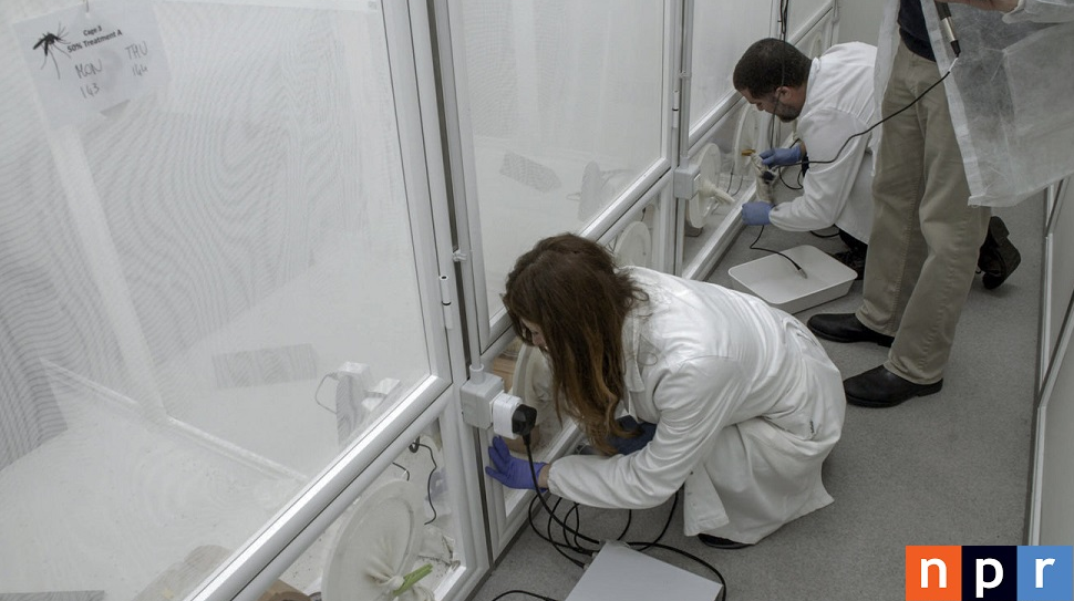Alcuni ricercatori dei laboratori di Terni al lavoro sulla zanzara OGM