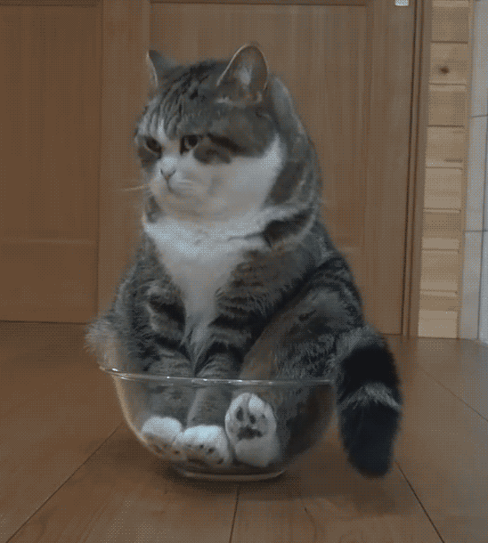 Gif di un gatto seduto in una ciotola