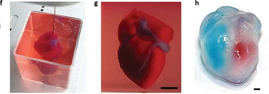Tre fasi della creazione di un cuore stampato in 3D