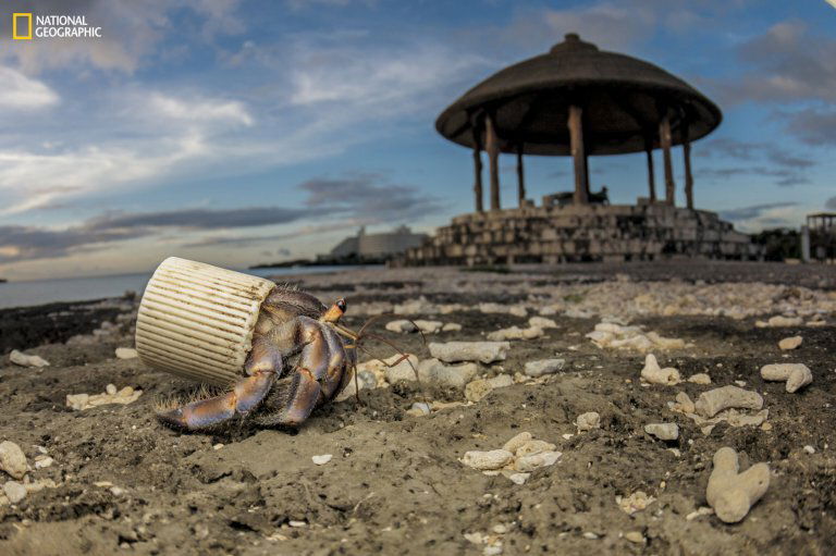 Nella foto firmata da Shawn Miller un granchio è rimasto imprigionato in un tappo di plastica 