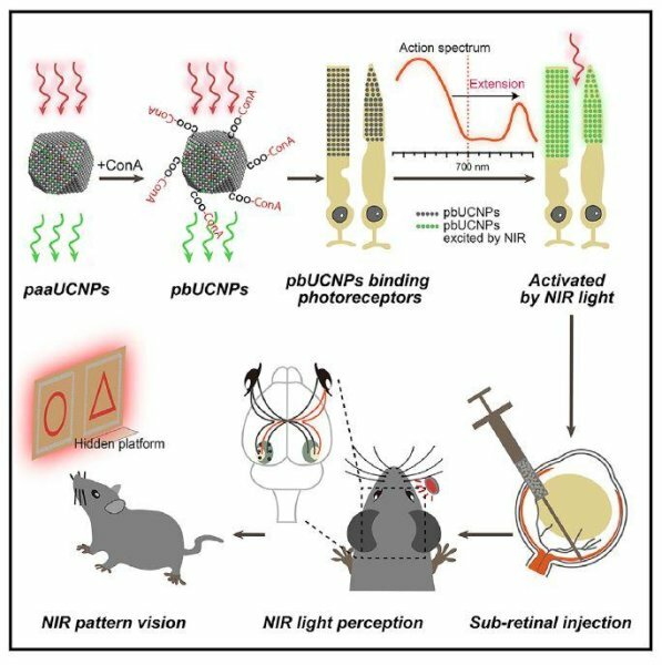 Clicca per vedere l'immagine originale I passaggi nel dettaglio dell'esperimento d'impianto delle nanoparticelle nei topi