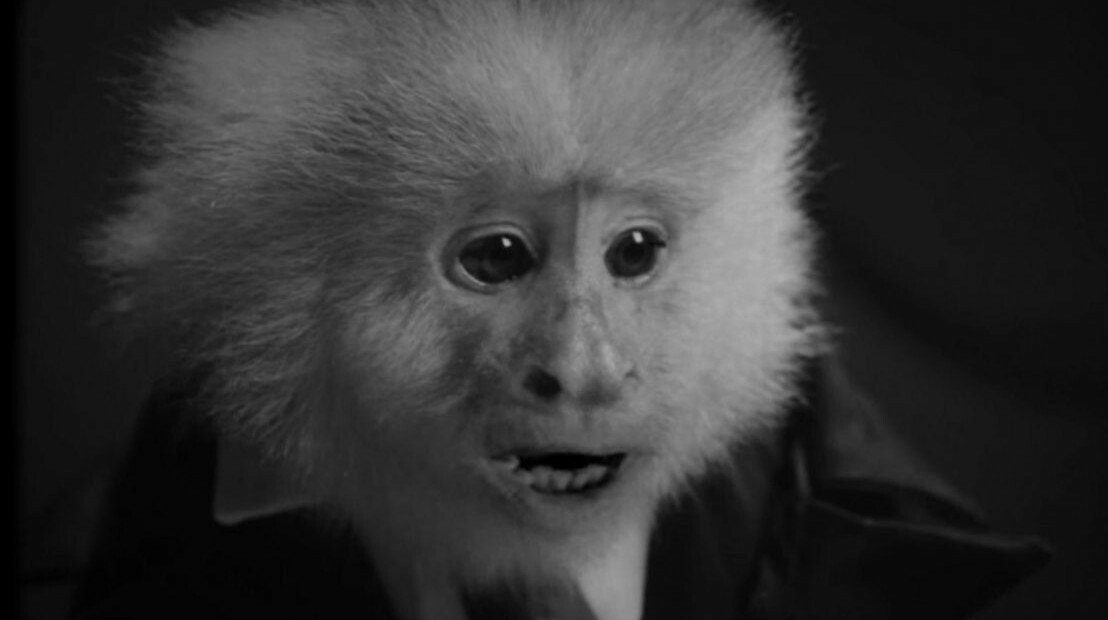 Marcel di Friends, è Jack Cruz la scimmietta del corto What Did Jack Do? di David Lynch