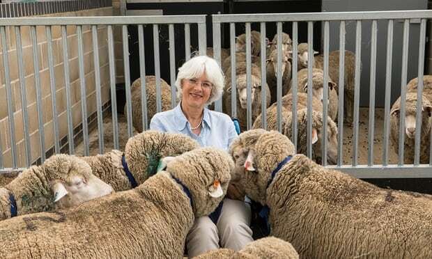 La professoressa Jenny Morton e le sue pecore