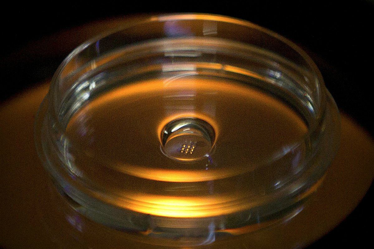 Una piastra contenente embrioni geneticamente modificati mediante iniezione della proteina CRISPR/Cas9