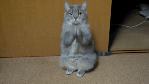 Una divertente gif di un gatto che prega