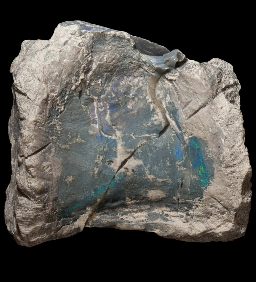 fossile Fostoria nell'opale