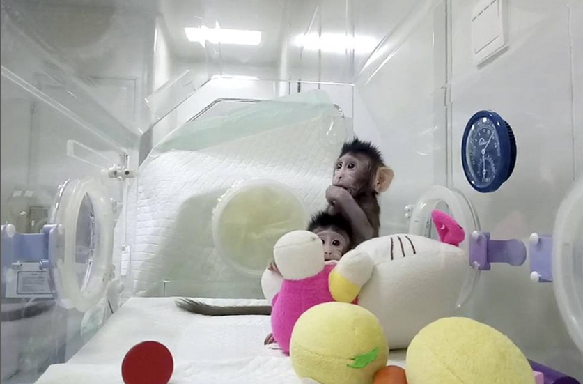 Le scimmie clonate Zhong Zhong e Hua Hua in laboratorio 