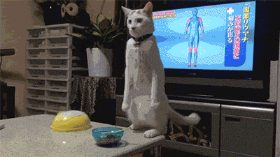 Gif di un gatto che sta in piedi davanti alla tv