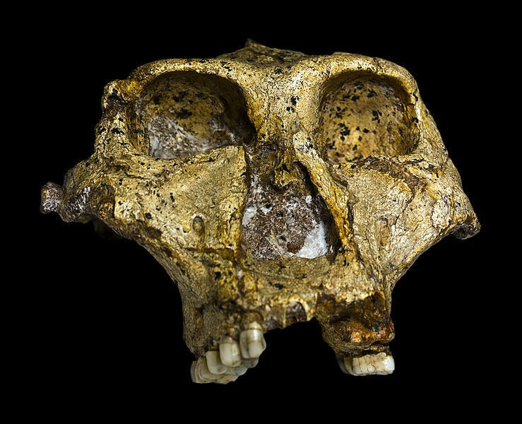 Il volto e il teschio del Paranthropus robustus