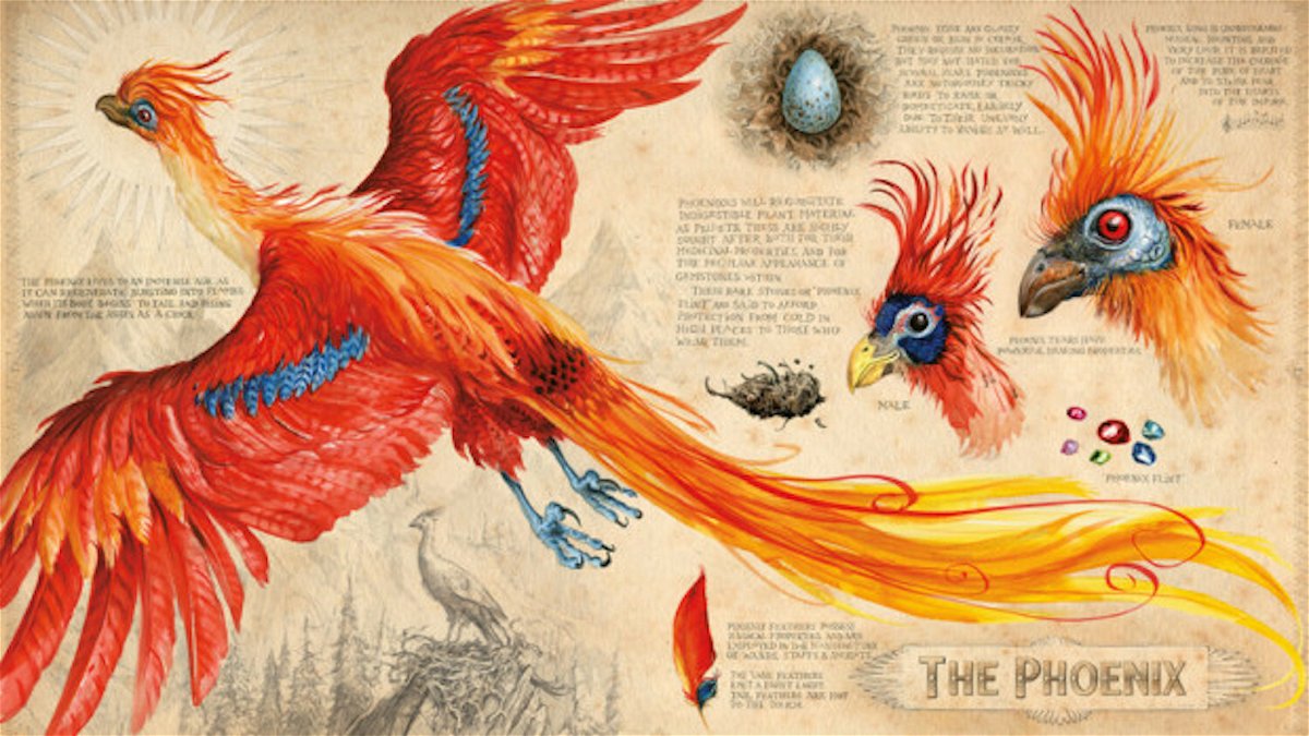 La fenice in mostra: diffenze tra folklore medievale e il mondo di Harry Potter