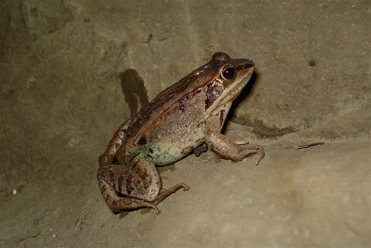 Profilo di una rana di legno