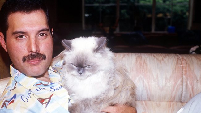 Freddie Mercury e il suo gatto