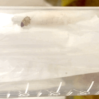 La larva intenta a nutrirsi di plastica