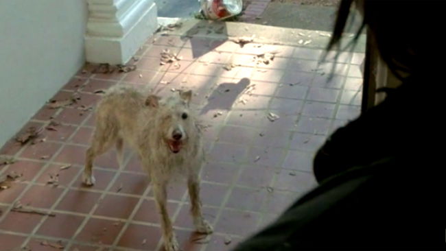 Il cane con un occhio solo di The Walking Dead
