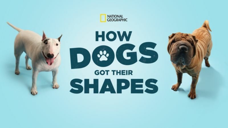 How Dogs Got Their Shapes