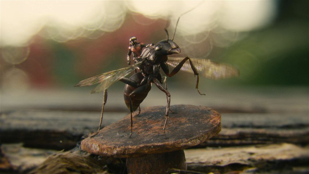 Il supereroe in groppa ad una formica