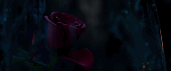 La rosa incantata perde un petalo