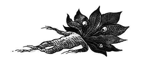 Radice di mandragora, immagine de Il Sabba nero