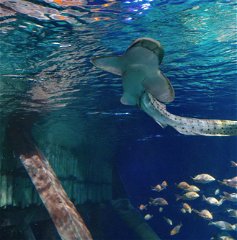 Copertina di Gardaland SEA LIFE Aquarium: Un nuovo arrivo e una collaborazione importante