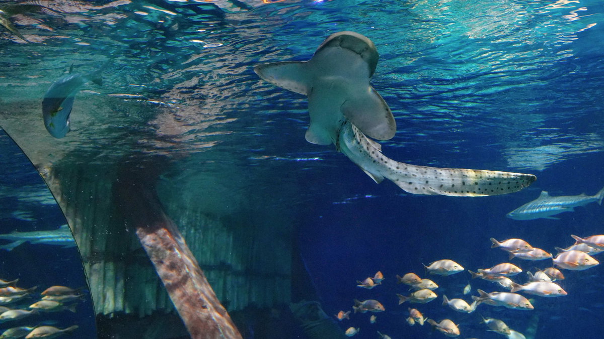 Immagine di Gardaland SEA LIFE Aquarium: Un nuovo arrivo e una collaborazione importante