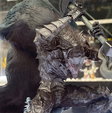 Lucca Comics and Games 2024 tutte le novità di Tamashii Nations