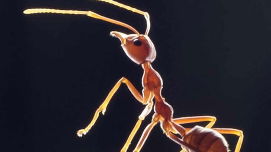 Primo piano di una formica