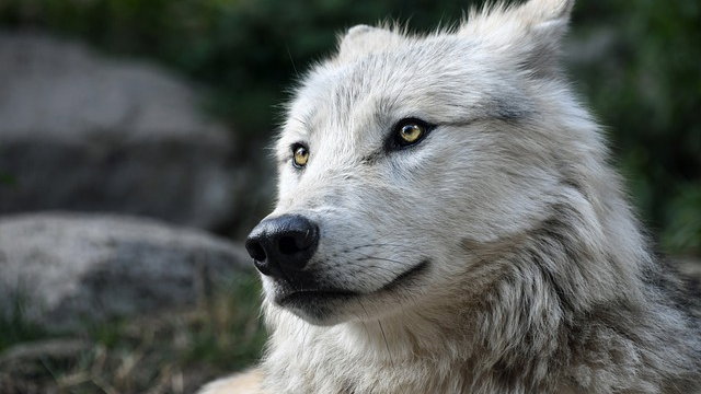 Immagine di Il lupo terribile de Il Trono di Spade è tornato: è il primo animale estinto riportato in vita