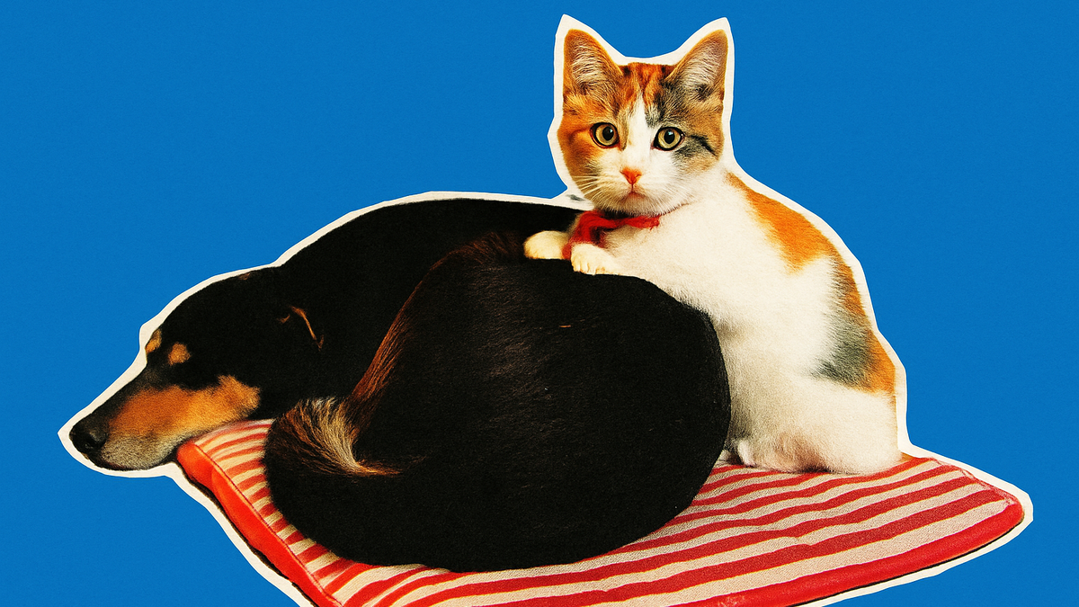 Immagine di Cani e gatti, proteggerli da botti e fuochi