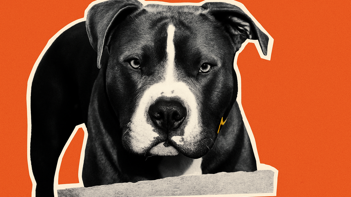 Immagine di Pitbull azzanna bimba di 2 anni a Frosinone