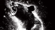 Copertina di Cocainorso, il film stasera in tv su 20: trama, cast e streaming