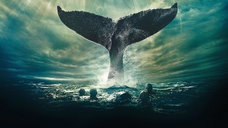 Copertina di Heart of the Sea - Le origini di Moby Dick: trama, cast e dove vederlo in streaming