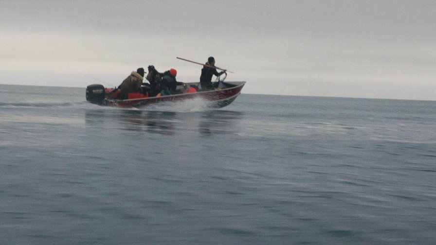 Uniti alla balena