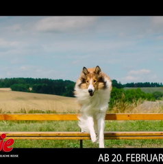 Copertina di Lassie torna a casa, il film stasera in tv su Rai 1: trama, cast e streaming