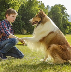 Copertina di Lassie torna a casa è una storia vera? No, deriva dal romanzo di Eric Knight