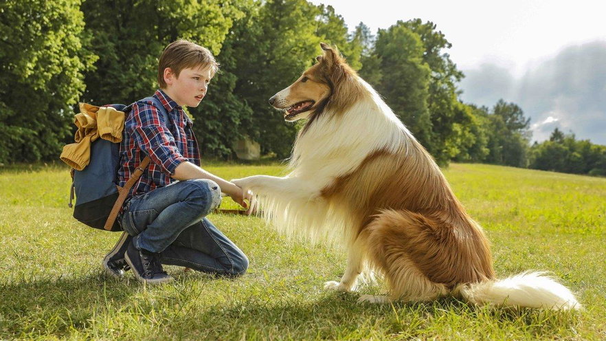 Lassie torna a casa è una storia vera? No, deriva dal romanzo di Eric Knight