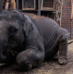 Copertina di Dove è stato girato Zoo - Un amico da salvare? Le location del film
