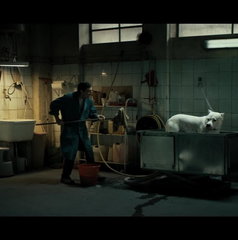 Copertina di Dogman, il film stasera in tv su Rai 4: trama, cast e streaming