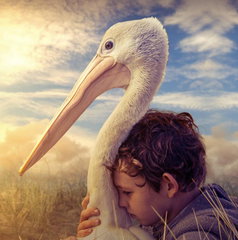 Copertina di Storm Boy - Il ragazzo che sapeva volare stasera su La5: trama, cast e streaming