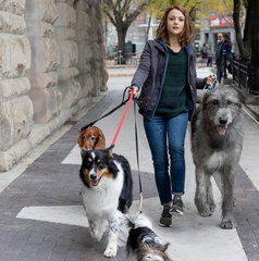 Copertina di Qua la zampa 2, il viaggio di Bailey è gratis in streaming