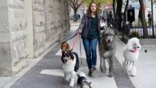 Copertina di Qua la zampa 2, il viaggio di Bailey è gratis in streaming