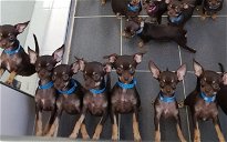 Copertina di Ecco Milly, il cane più piccolo e più clonato del mondo: ha 49 copie