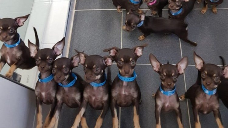 Copertina di Ecco Milly, il cane più piccolo e più clonato del mondo: ha 49 copie
