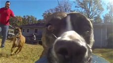 Copertina di Un cane ruba una GoPro e filma un divertente inseguimento [VIDEO]