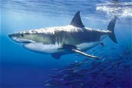 Copertina di Gli Squali nella cultura pop: da Jaws a Shark Tale
