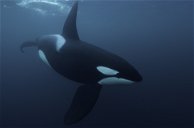 Copertina di I segreti delle balene: l'affascinante mondo dei mammiferi più simili a noi di quanto immaginassimo