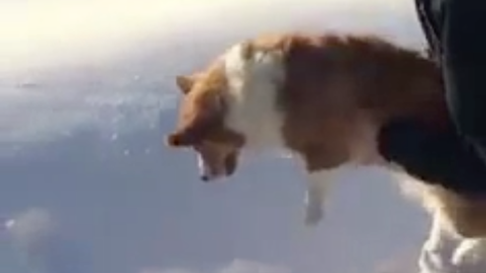 Copertina di Il Corgi lanciato da un aereo è virale (ed è tutta un'illusione)
