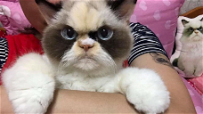 Copertina di L'erede di Grumpy Cat è stata trovata: Meow Meow, la gatta indignata