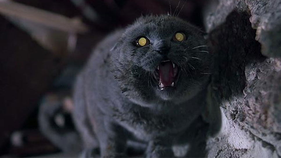 Copertina di Le riprese di Pet Sematary (Cimitero Vivente) sono iniziate: prima foto dal set